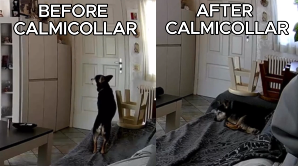 CalmiCollar Dog Calming Collar Review 2026: What the Evidence Really Shows 5 CalmiCollar Before After